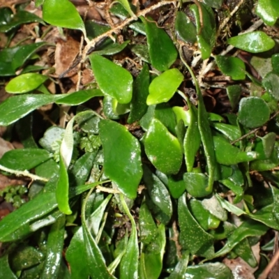 Pyrrosia rupestris (Rock Felt Fern) at Fitzroy Falls, NSW - 3 Mar 2024 by plants