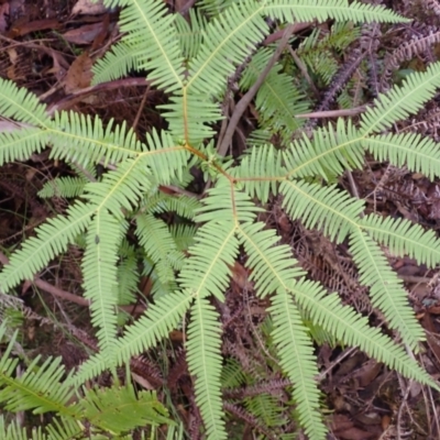 Sticherus lobatus (Spreading Fan Fern) at Fitzroy Falls, NSW - 3 Mar 2024 by plants