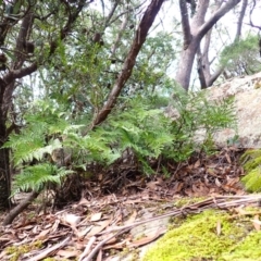 Davallia solida var. pyxidata (Hare's Foot Fern) at Fitzroy Falls, NSW - 4 Mar 2024 by plants