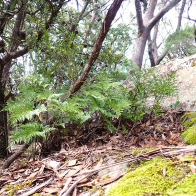 Davallia solida var. pyxidata (Hare's Foot Fern) at Fitzroy Falls, NSW - 4 Mar 2024 by plants