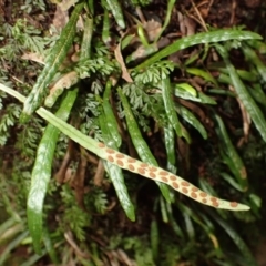 Notogrammitis billardierei (Finger Fern) at Fitzroy Falls, NSW - 4 Mar 2024 by plants