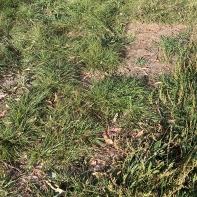 Nassella neesiana (Chilean Needlegrass) at Mount Majura - 4 Mar 2024 by waltraud