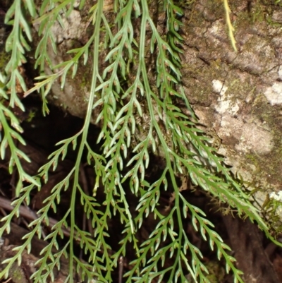 Asplenium flaccidum subsp. flaccidum (Weeping Spleenwort) at Fitzroy Falls, NSW - 3 Mar 2024 by plants