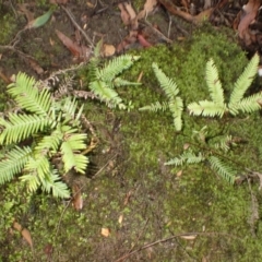 Sticherus urceolatus (Silky Fan Fern) at Fitzroy Falls, NSW - 3 Mar 2024 by plants