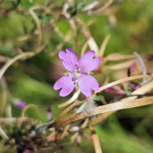 Epilobium billardiereanum subsp. cinereum at The Pinnacle - 4 Mar 2024