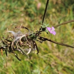 Epilobium billardiereanum subsp. cinereum at The Pinnacle - 4 Mar 2024