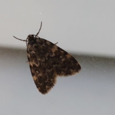 Halone (genus) (A Tiger moth) at Lyons, ACT - 5 Mar 2024 by ran452
