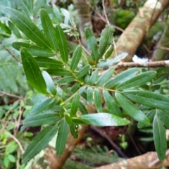 Eucryphia moorei (Pinkwood/Plumwood) at Fitzroy Falls, NSW - 3 Mar 2024 by plants