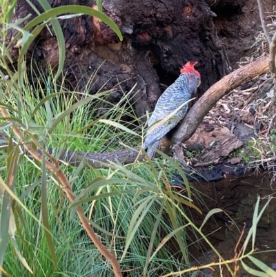 Callocephalon fimbriatum (Gang-gang Cockatoo) at Mount Majura - 3 Mar 2024 by waltraud