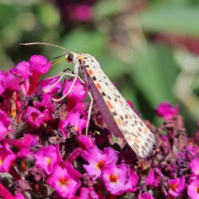 Utetheisa pulchelloides (Heliotrope Moth) at QPRC LGA - 5 Mar 2024 by MatthewFrawley