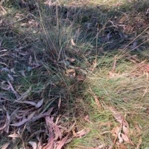 Poa sieberiana var. sieberiana at The Fair, Watson - 4 Mar 2024