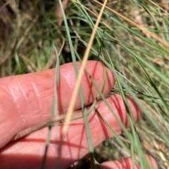 Poa sieberiana var. sieberiana at The Fair, Watson - 4 Mar 2024