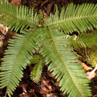 Sticherus flabellatus (Shiny Fan-fern, Umbrella Fern) at Fitzroy Falls, NSW - 4 Mar 2024 by plants