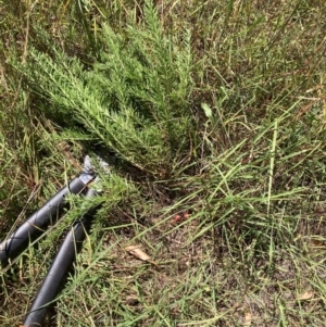 Grevillea sp. at The Fair, Watson - 4 Mar 2024