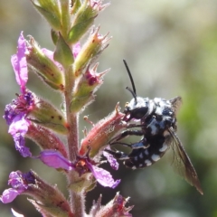 Thyreus caeruleopunctatus (Chequered cuckoo bee) at ANBG - 5 Mar 2024 by HelenCross