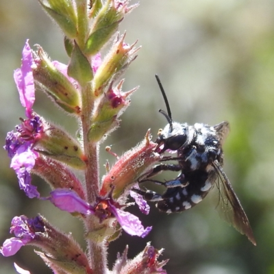 Thyreus caeruleopunctatus (Chequered cuckoo bee) at Acton, ACT - 5 Mar 2024 by HelenCross