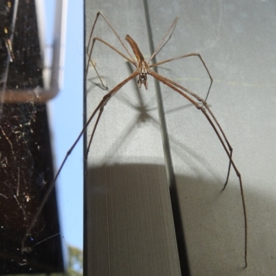 Deinopidae (family) (Net-casting Spider) at ANBG - 5 Mar 2024 by HelenCross