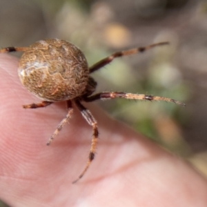 Salsa fuliginata at Namadgi National Park - 21 Feb 2024