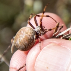 Salsa fuliginata at Namadgi National Park - 21 Feb 2024