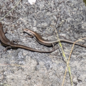 Pseudemoia entrecasteauxii at Bimberi Nature Reserve - 21 Feb 2024