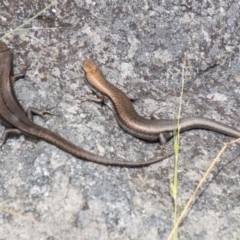 Pseudemoia entrecasteauxii at Bimberi Nature Reserve - 21 Feb 2024