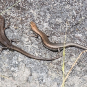 Pseudemoia entrecasteauxii at Bimberi Nature Reserve - 21 Feb 2024