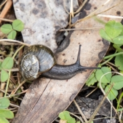 Austrorhytida capillacea (Common Southern Carnivorous Snail) at Namadgi National Park - 21 Feb 2024 by SWishart