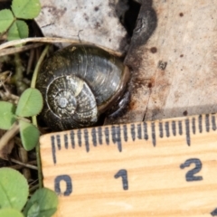 Austrorhytida capillacea at Namadgi National Park - 21 Feb 2024