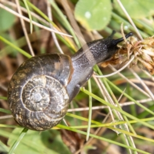 Austrorhytida capillacea at Namadgi National Park - 21 Feb 2024