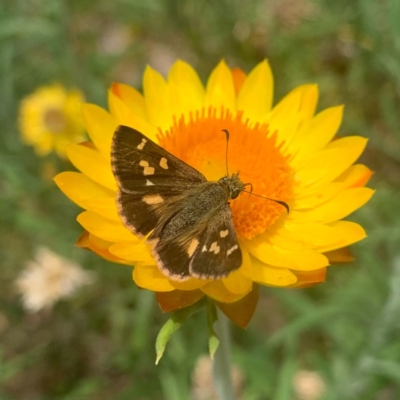 Dispar compacta (Barred Skipper) at ANBG - 27 Feb 2024 by RosD