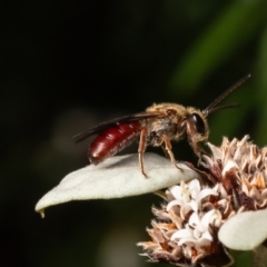 Lasioglossum (Parasphecodes) leichardti at Acton, ACT - 5 Mar 2024 by Roger