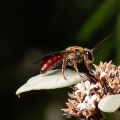 Unidentified Bee (Hymenoptera, Apiformes) at ANBG - 5 Mar 2024 by Roger