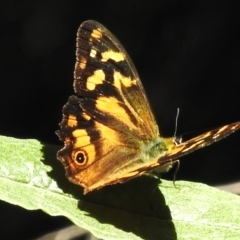 Heteronympha banksii (Banks' Brown) at Tidbinbilla Nature Reserve - 5 Mar 2024 by JohnBundock