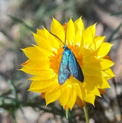 Pollanisus (genus) (A Forester Moth) at Mount Ainslie NR (ANR) - 5 Mar 2024 by SilkeSma