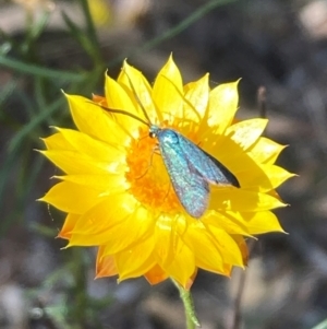 Pollanisus (genus) at Mount Ainslie NR (ANR) - 5 Mar 2024 03:45 PM