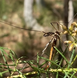 Tipulidae or Limoniidae (family) at Mount Ainslie NR (ANR) - 5 Mar 2024 03:33 PM