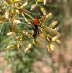 Chauliognathus tricolor (Tricolor soldier beetle) at Mount Ainslie NR (ANR) - 5 Mar 2024 by SilkeSma