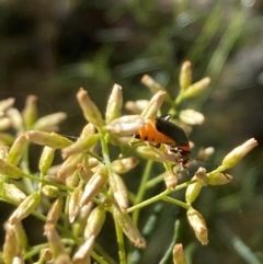 Chauliognathus tricolor at Mount Ainslie NR (ANR) - 5 Mar 2024