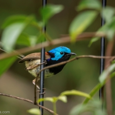 Malurus lamberti (Variegated Fairywren) at North Narooma, NSW - 18 Jan 2024 by BIrdsinCanberra