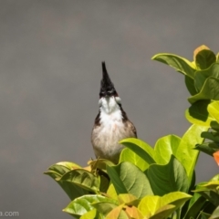 Pycnonotus jocosus (Red-whiskered Bulbul) at North Narooma, NSW - 19 Jan 2024 by BIrdsinCanberra