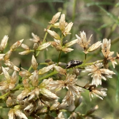 Coccinellidae (family) (Unidentified lady beetle) at Mount Ainslie NR (ANR) - 5 Mar 2024 by SilkeSma