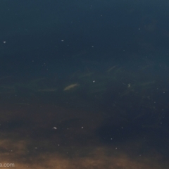 Mugil cephalus at Bodalla, NSW - 11 Nov 2023 by BIrdsinCanberra