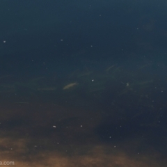 Mugil cephalus at Bodalla, NSW - 10 Nov 2023 by BIrdsinCanberra