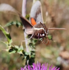 Hippotion scrofa (Coprosma Hawk Moth) at Mount Clear, ACT - 5 Mar 2024 by Otford