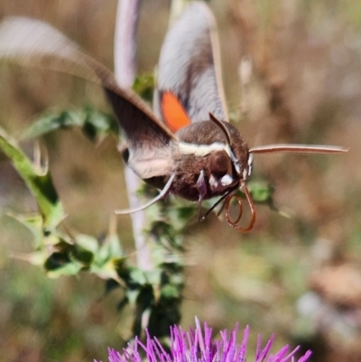 Hippotion scrofa (Coprosma Hawk Moth) at Namadgi National Park - 5 Mar 2024 by Otford