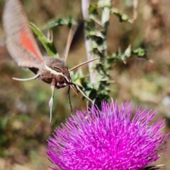 Hippotion scrofa at Namadgi National Park - 5 Mar 2024