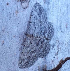 Psilosticha absorpta (Fine-waved Bark Moth) at Mount Painter - 2 Mar 2024 by CathB