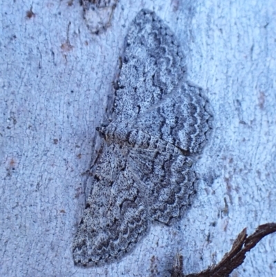 Psilosticha absorpta (Fine-waved Bark Moth) at Mount Painter - 3 Mar 2024 by CathB