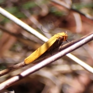 Plectobela undescribed species at Cook, ACT - 3 Mar 2024 10:19 AM