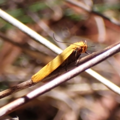 Plectobela undescribed species (A concealer moth) at Cook, ACT - 3 Mar 2024 by CathB